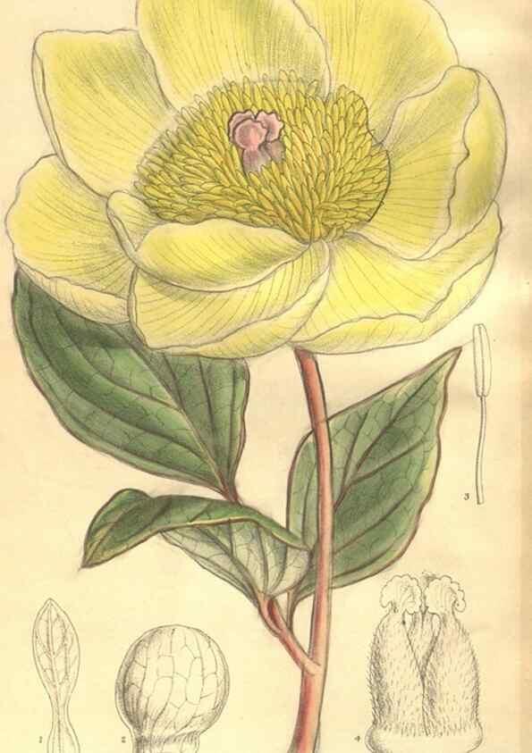 Reproducción/Reproduction 35216038774: Curtis's botanical magazine.. London ; New York [etc.] :Academic Press [etc.]