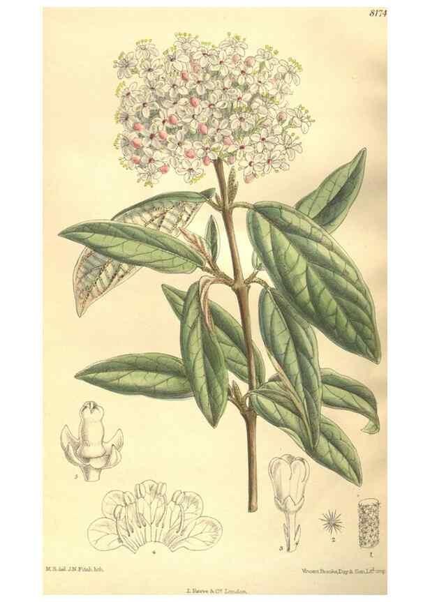 Reproducción/Reproduction 35921666201: Curtis's botanical magazine.. London ; New York [etc.] :Academic Press [etc.]