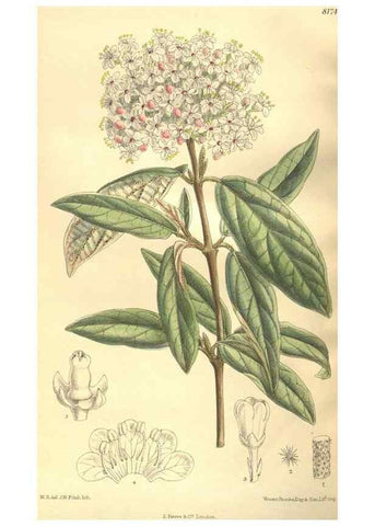 Reproducción/Reproduction 35921666201: Curtis's botanical magazine.. London ; New York [etc.] :Academic Press [etc.]
