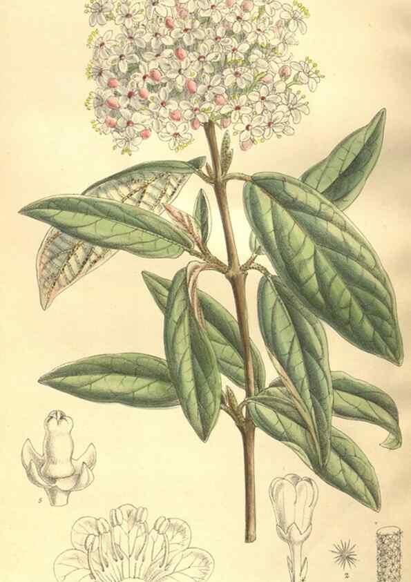 Reproducción/Reproduction 35921666201: Curtis's botanical magazine.. London ; New York [etc.] :Academic Press [etc.]