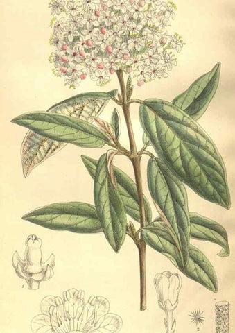 Reproducción/Reproduction 35921666201: Curtis's botanical magazine.. London ; New York [etc.] :Academic Press [etc.]