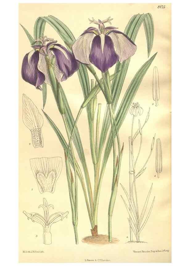 Reproducción/Reproduction 35216041724: Curtis's botanical magazine.. London ; New York [etc.] :Academic Press [etc.]