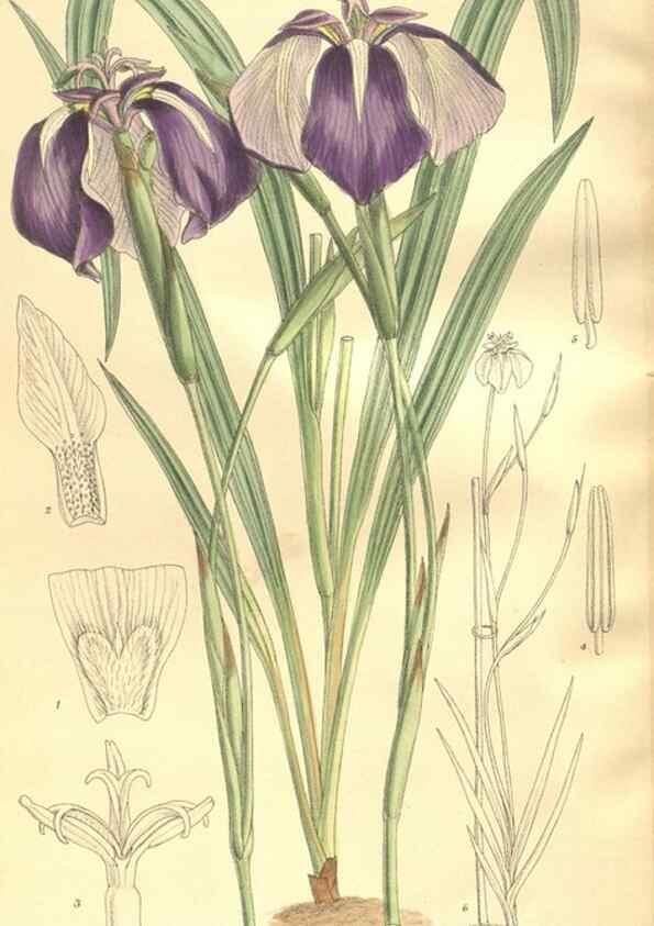 Reproducción/Reproduction 35216041724: Curtis's botanical magazine.. London ; New York [etc.] :Academic Press [etc.]