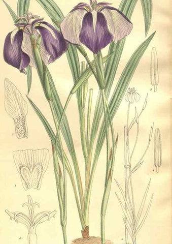 Reproducción/Reproduction 35216041724: Curtis's botanical magazine.. London ; New York [etc.] :Academic Press [etc.]
