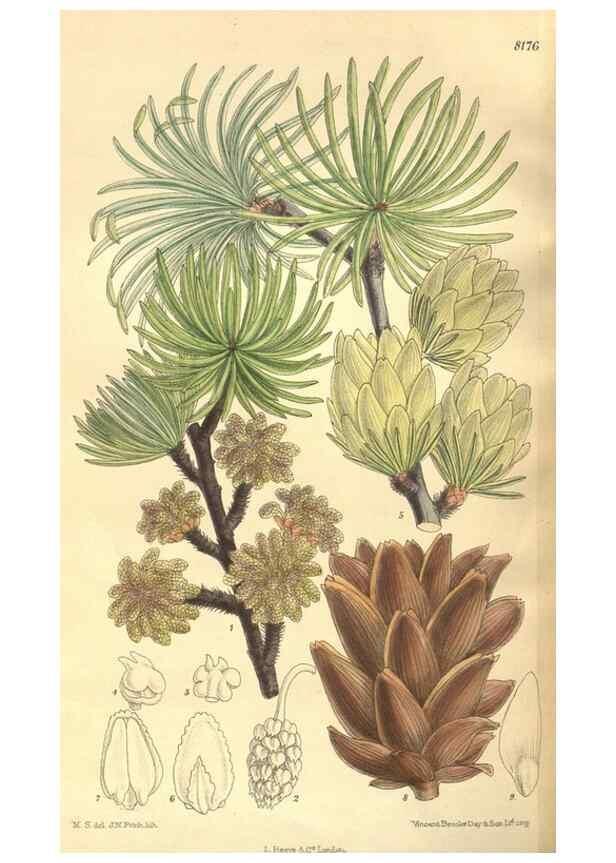 Reproducción/Reproduction 35216042944: Curtis's botanical magazine.. London ; New York [etc.] :Academic Press [etc.]