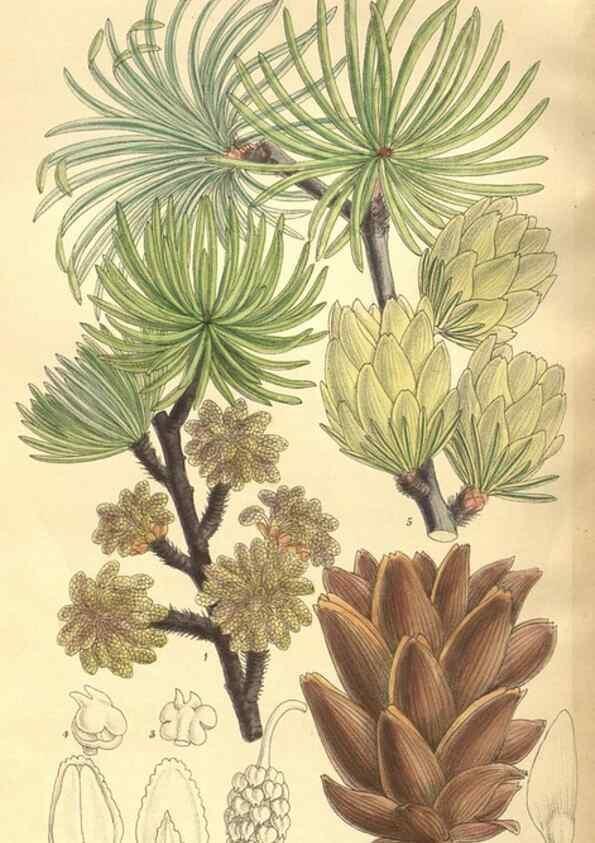 Reproducción/Reproduction 35216042944: Curtis's botanical magazine.. London ; New York [etc.] :Academic Press [etc.]