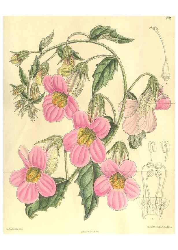 Reproducción/Reproduction 36013804976: Curtis's botanical magazine.. London ; New York [etc.] :Academic Press [etc.]