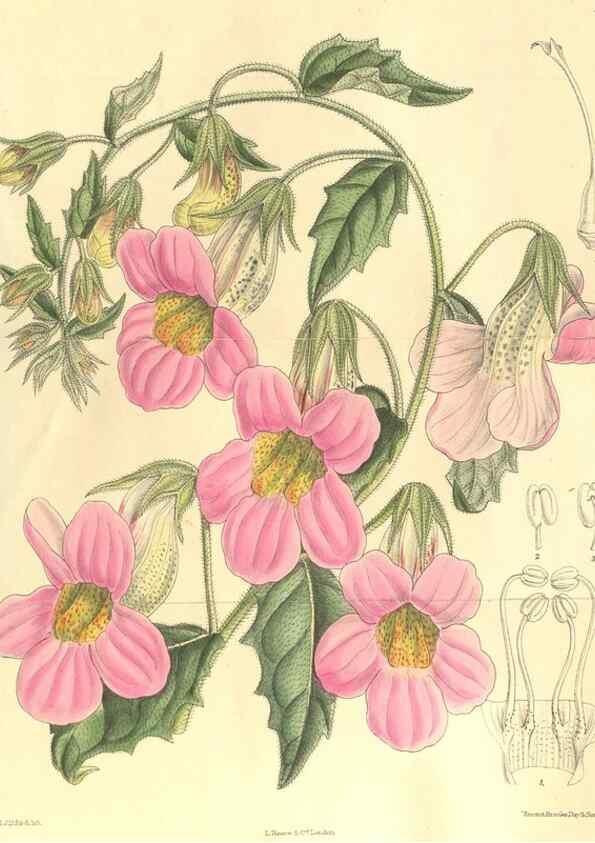 Reproducción/Reproduction 36013804976: Curtis's botanical magazine.. London ; New York [etc.] :Academic Press [etc.]