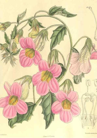 Reproducción/Reproduction 36013804976: Curtis's botanical magazine.. London ; New York [etc.] :Academic Press [etc.]