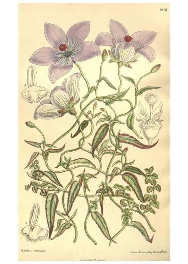 Reproducción/Reproduction 36013809536: Curtis's botanical magazine.. London ; New York [etc.] :Academic Press [etc.]