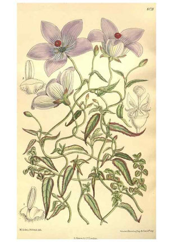 Reproducción/Reproduction 36013809536: Curtis's botanical magazine.. London ; New York [etc.] :Academic Press [etc.]