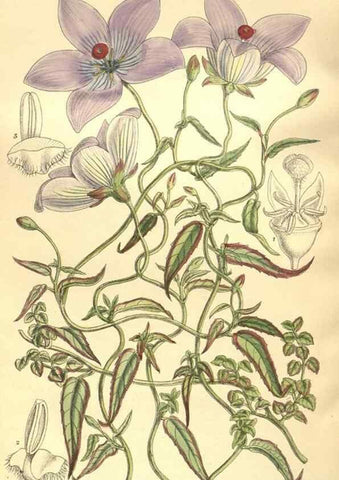 Reproducción/Reproduction 36013809536: Curtis's botanical magazine.. London ; New York [etc.] :Academic Press [etc.]
