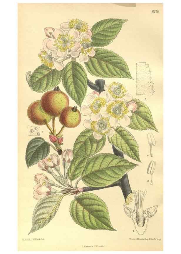 Reproducción/Reproduction 36013813686: Curtis's botanical magazine.. London ; New York [etc.] :Academic Press [etc.]