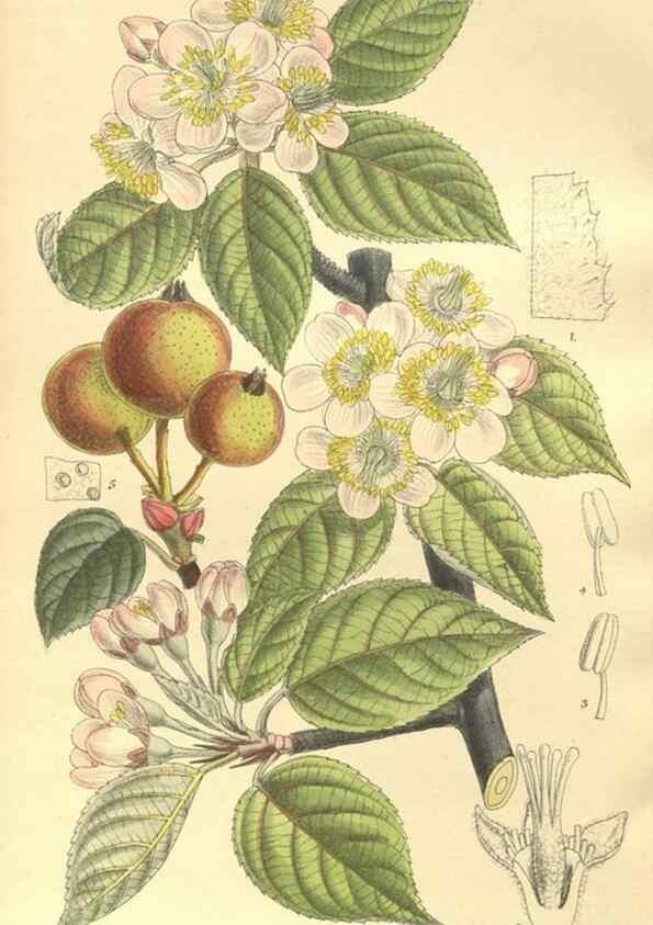 Reproducción/Reproduction 36013813686: Curtis's botanical magazine.. London ; New York [etc.] :Academic Press [etc.]