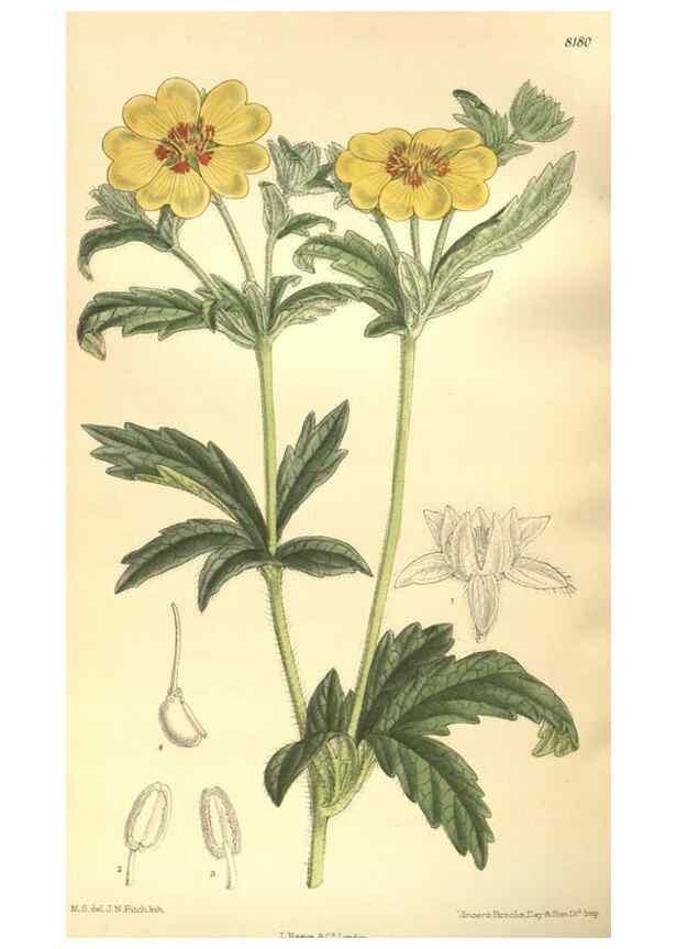 Reproducción/Reproduction 36013817426: Curtis's botanical magazine.. London ; New York [etc.] :Academic Press [etc.]