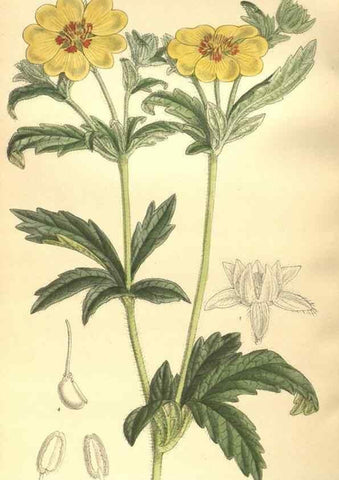Reproducción/Reproduction 36013817426: Curtis's botanical magazine.. London ; New York [etc.] :Academic Press [etc.]