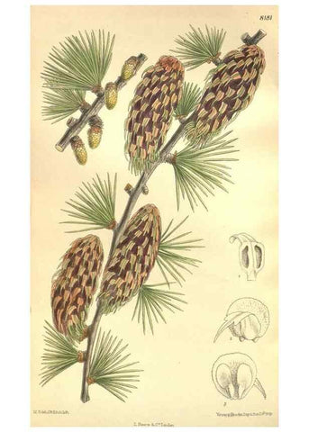 Reproducción/Reproduction 35921677961: Curtis's botanical magazine.. London ; New York [etc.] :Academic Press [etc.]