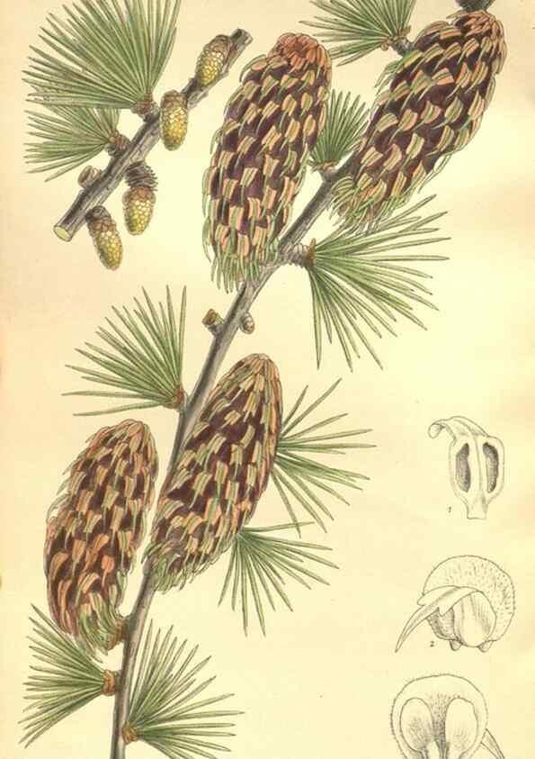 Reproducción/Reproduction 35921677961: Curtis's botanical magazine.. London ; New York [etc.] :Academic Press [etc.]