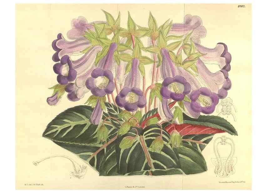 Reproducción/Reproduction 35921679081: Curtis's botanical magazine.. London ; New York [etc.] :Academic Press [etc.]