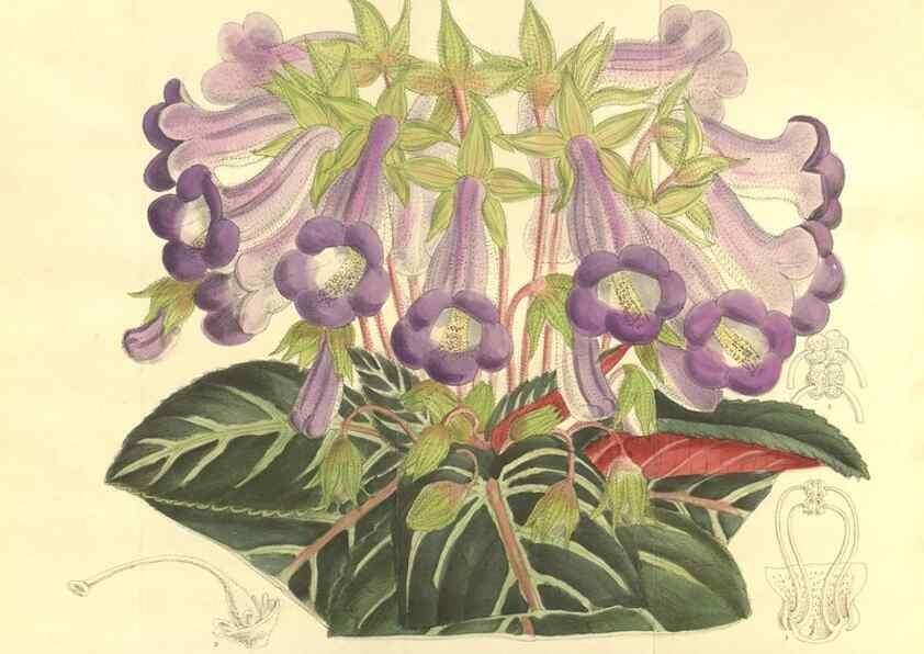 Reproducción/Reproduction 35921679081: Curtis's botanical magazine.. London ; New York [etc.] :Academic Press [etc.]
