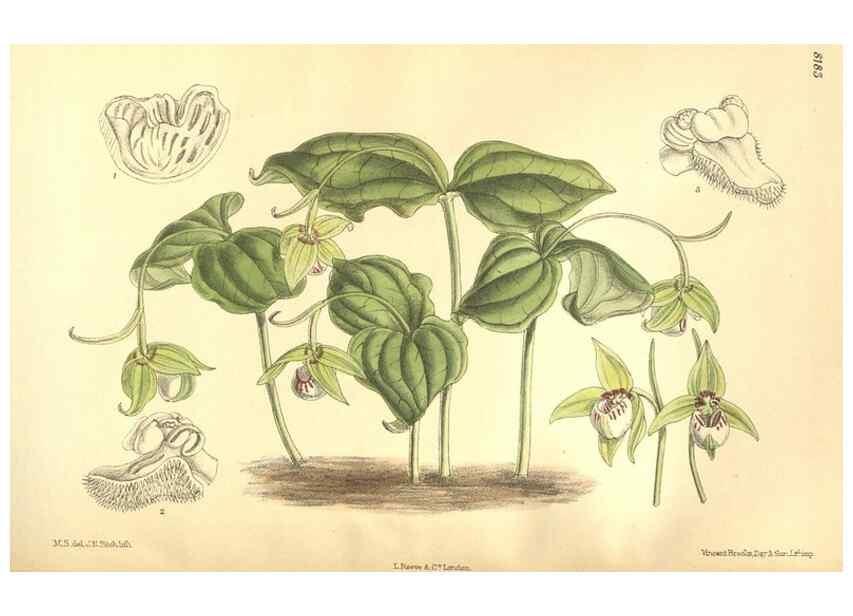 Reproducción/Reproduction 36013828776: Curtis's botanical magazine.. London ; New York [etc.] :Academic Press [etc.]