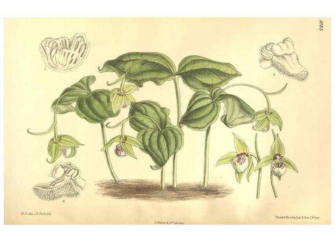 Reproducción/Reproduction 36013828776: Curtis's botanical magazine.. London ; New York [etc.] :Academic Press [etc.]
