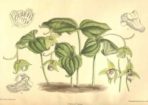 Reproducción/Reproduction 36013828776: Curtis's botanical magazine.. London ; New York [etc.] :Academic Press [etc.]