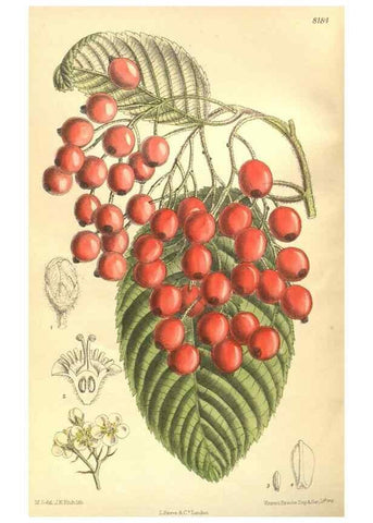 Reproducción/Reproduction 35921681751: Curtis's botanical magazine.. London ; New York [etc.] :Academic Press [etc.]