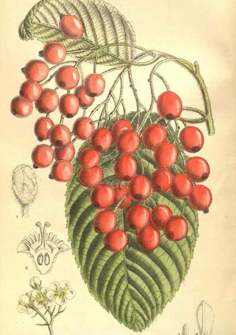 Reproducción/Reproduction 35921681751: Curtis's botanical magazine.. London ; New York [etc.] :Academic Press [etc.]