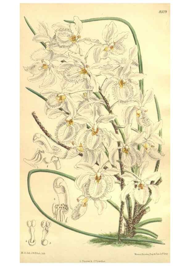 Reproducción/Reproduction 35134689004: Curtis's botanical magazine.. London ; New York [etc.] :Academic Press [etc.]