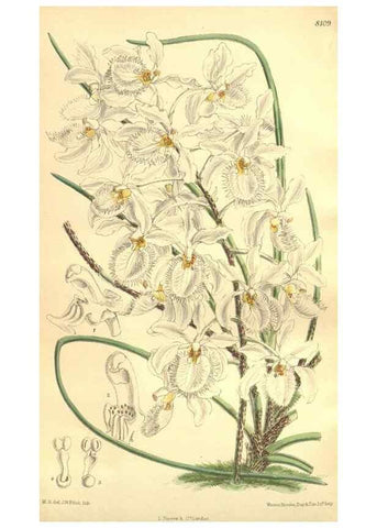Reproducción/Reproduction 35134689004: Curtis's botanical magazine.. London ; New York [etc.] :Academic Press [etc.]