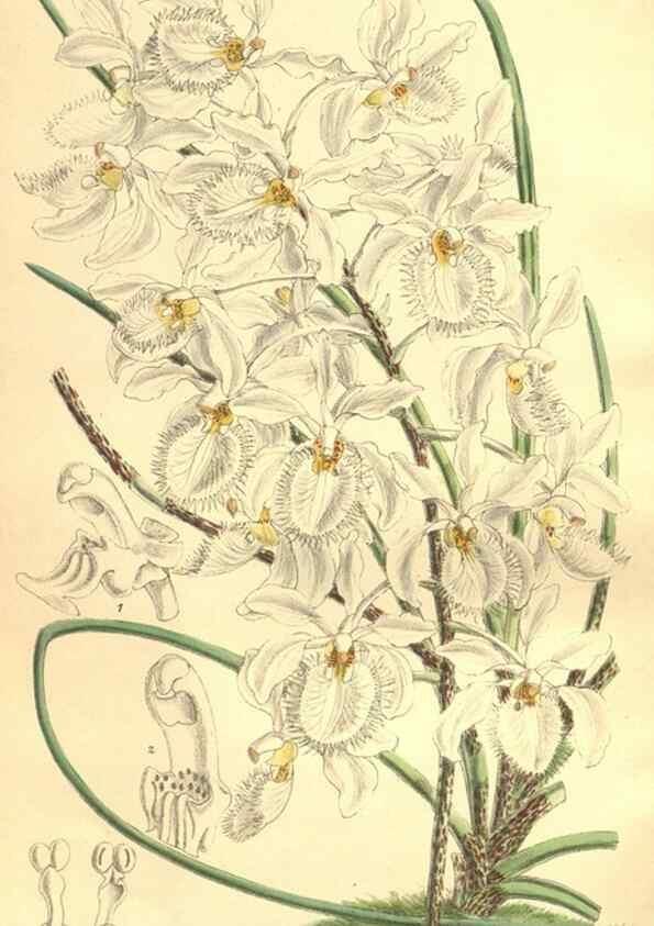 Reproducción/Reproduction 35134689004: Curtis's botanical magazine.. London ; New York [etc.] :Academic Press [etc.]