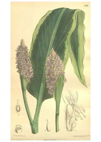 Reproducción/Reproduction 35974560905: Curtis's botanical magazine.. London ; New York [etc.] :Academic Press [etc.]
