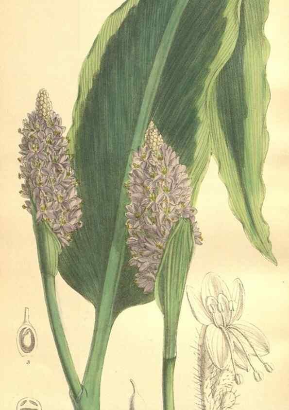 Reproducción/Reproduction 35974560905: Curtis's botanical magazine.. London ; New York [etc.] :Academic Press [etc.]
