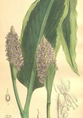 Reproducción/Reproduction 35974560905: Curtis's botanical magazine.. London ; New York [etc.] :Academic Press [etc.]