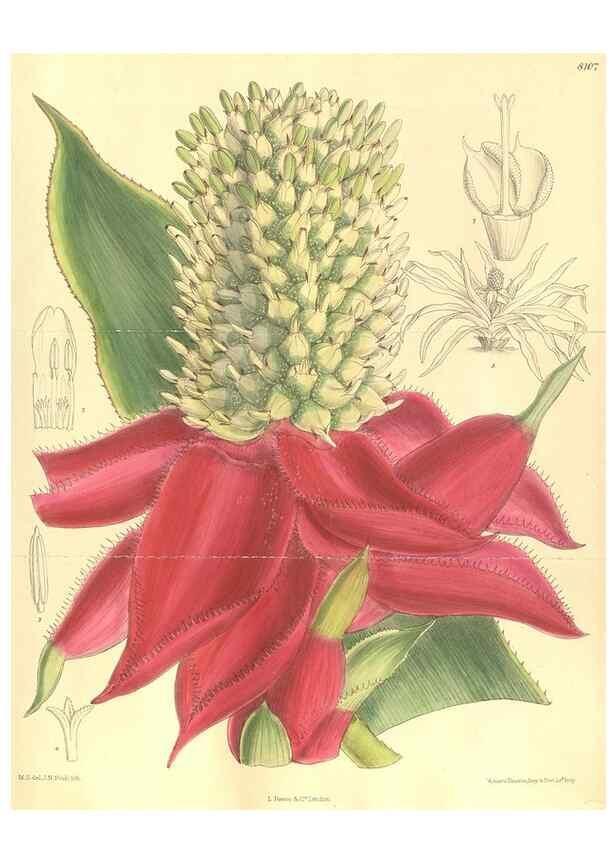 Reproducción/Reproduction 35974559865: Curtis's botanical magazine.. London ; New York [etc.] :Academic Press [etc.]