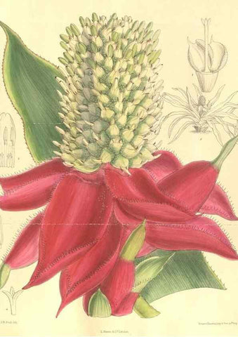 Reproducción/Reproduction 35974559865: Curtis's botanical magazine.. London ; New York [etc.] :Academic Press [etc.]