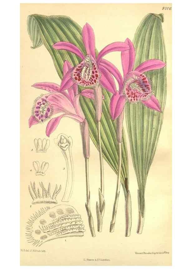 Reproducción/Reproduction 35974558895: Curtis's botanical magazine.. London ; New York [etc.] :Academic Press [etc.]