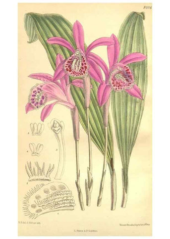 Reproducción/Reproduction 35974558895: Curtis's botanical magazine.. London ; New York [etc.] :Academic Press [etc.]