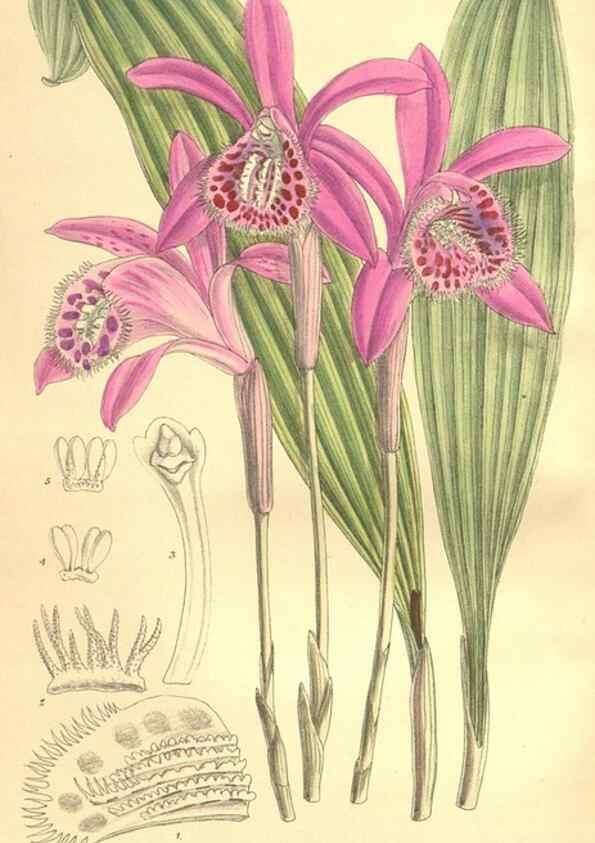 Reproducción/Reproduction 35974558895: Curtis's botanical magazine.. London ; New York [etc.] :Academic Press [etc.]