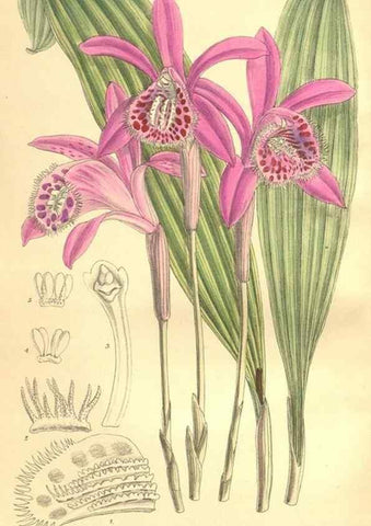 Reproducción/Reproduction 35974558895: Curtis's botanical magazine.. London ; New York [etc.] :Academic Press [etc.]