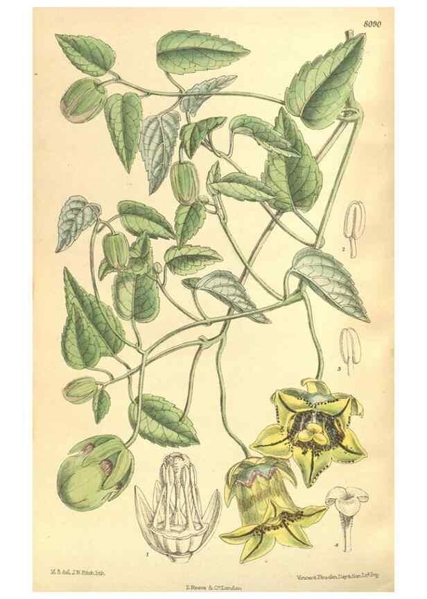 Reproducción/Reproduction 35134658804: Curtis's botanical magazine.. London ; New York [etc.] :Academic Press [etc.]