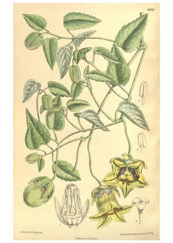 Reproducción/Reproduction 35134658804: Curtis's botanical magazine.. London ; New York [etc.] :Academic Press [etc.]