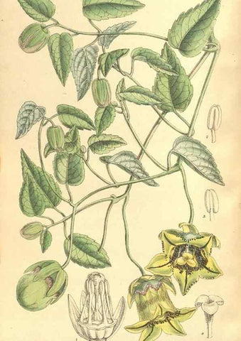 Reproducción/Reproduction 35134658804: Curtis's botanical magazine.. London ; New York [etc.] :Academic Press [etc.]