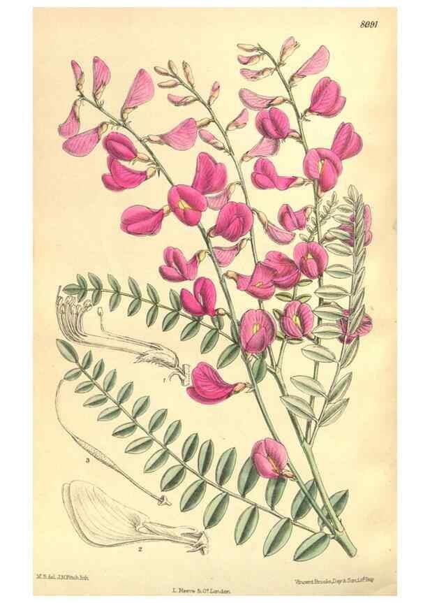 Reproducción/Reproduction 35134660434: Curtis's botanical magazine.. London ; New York [etc.] :Academic Press [etc.]