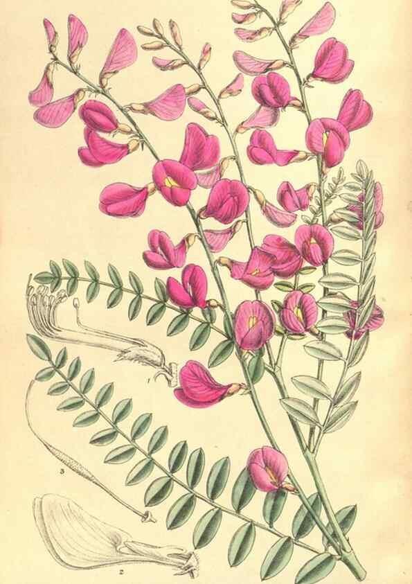 Reproducción/Reproduction 35134660434: Curtis's botanical magazine.. London ; New York [etc.] :Academic Press [etc.]
