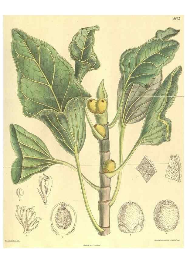 Reproducción/Reproduction 35134661864: Curtis's botanical magazine.. London ; New York [etc.] :Academic Press [etc.]