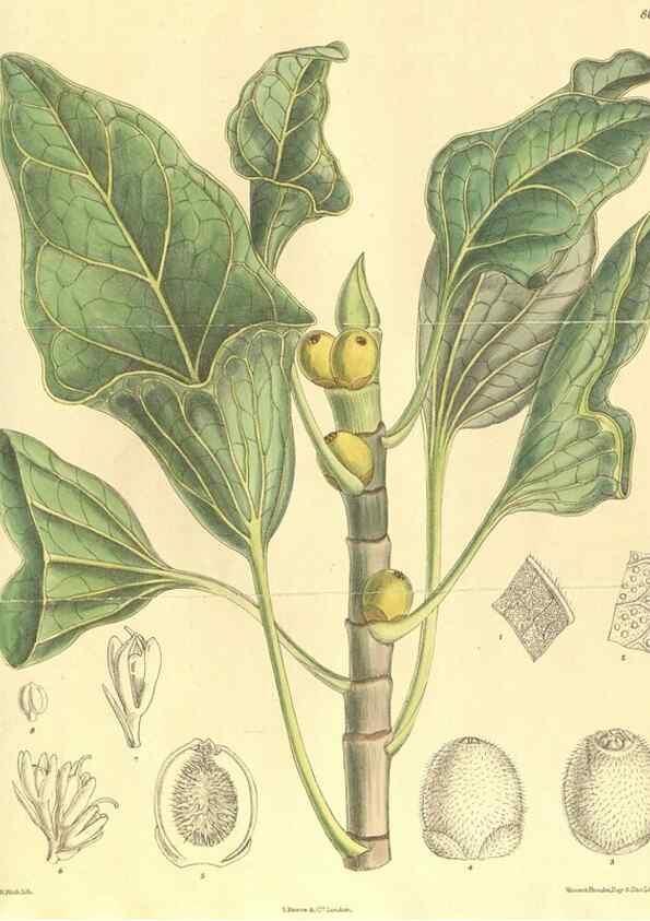 Reproducción/Reproduction 35134661864: Curtis's botanical magazine.. London ; New York [etc.] :Academic Press [etc.]