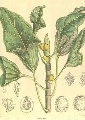 Reproducción/Reproduction 35134661864: Curtis's botanical magazine.. London ; New York [etc.] :Academic Press [etc.]