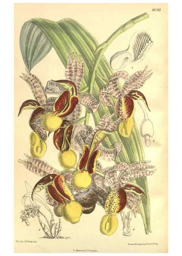 Reproducción/Reproduction 35134663784: Curtis's botanical magazine.. London ; New York [etc.] :Academic Press [etc.]